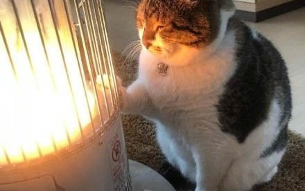 貓咪感冒有哪些癥狀