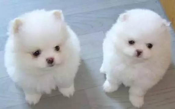 狗懷孕多久有奶線
