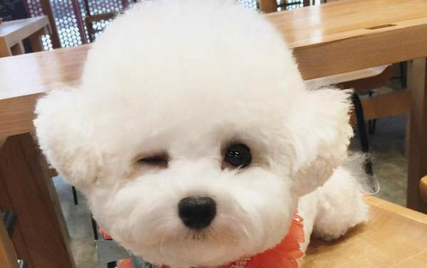 狗狗驅(qū)蟲可以治耳螨嗎