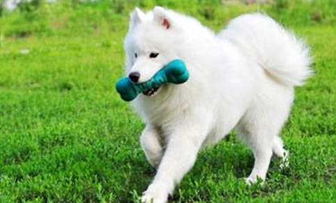 狗狗狂犬病癥狀有哪些