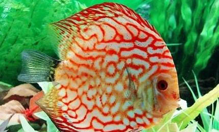 七彩神仙魚如何挑選魚苗
