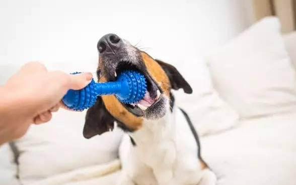 巨型高加索犬有多大