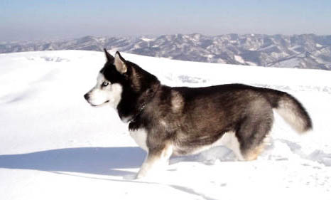 阿拉斯加雪橇犬常識、阿拉斯加雪橇犬與哈士奇的區別