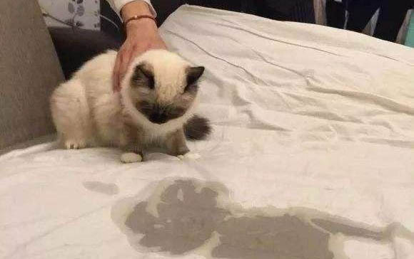 怎么給貓咪洗澡不被咬