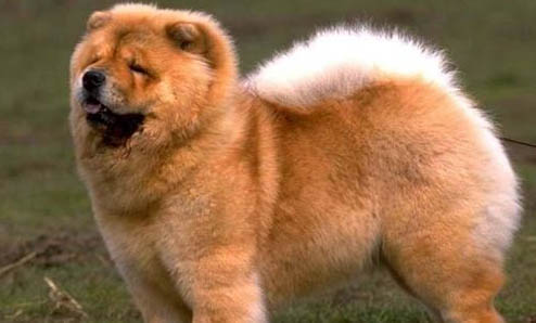 少有人養(yǎng)松獅犬的原因及處理方法