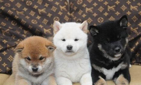 日本柴犬智商高嗎