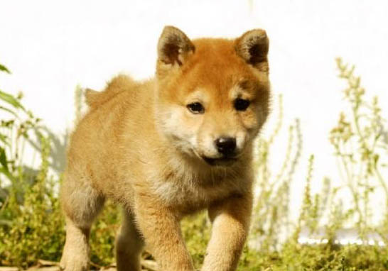 柴犬和哈士奇哪個好養