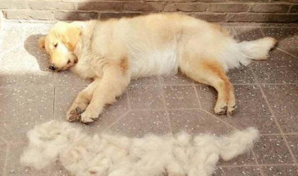 狗能活多久一般