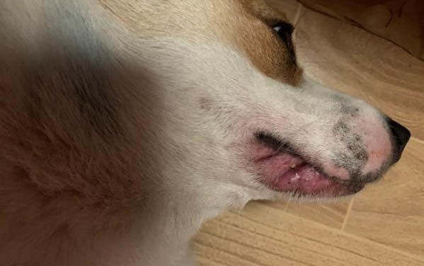 狗狗情緒有哪些表現(xiàn)