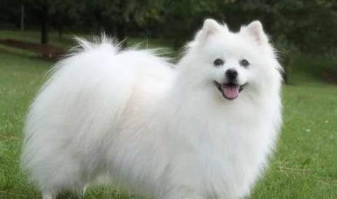 愛斯基摩犬和銀狐犬區別