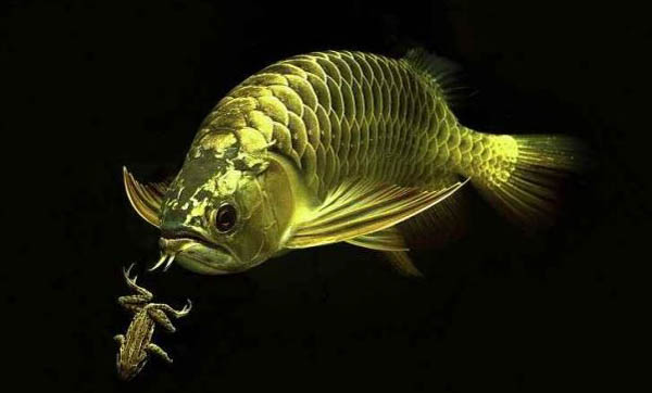龍魚和什么魚混養(yǎng)最好