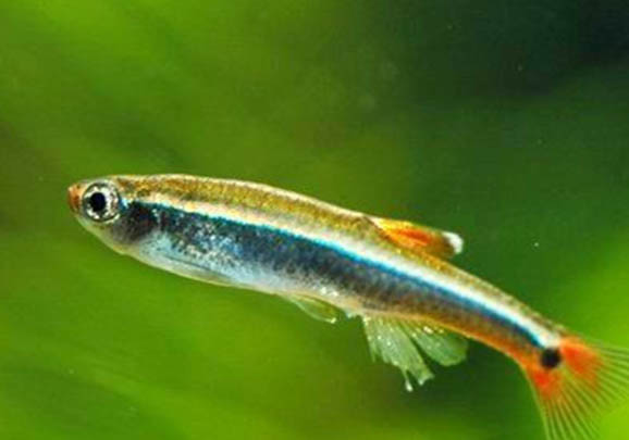 魚側(cè)翻快死加鹽能活嗎