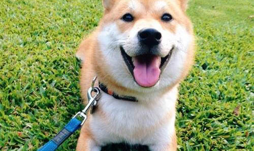 狗會來月經嗎?