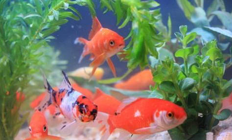 金魚掉鱗怎么辦食鹽可以治治金魚掉鱗的方法