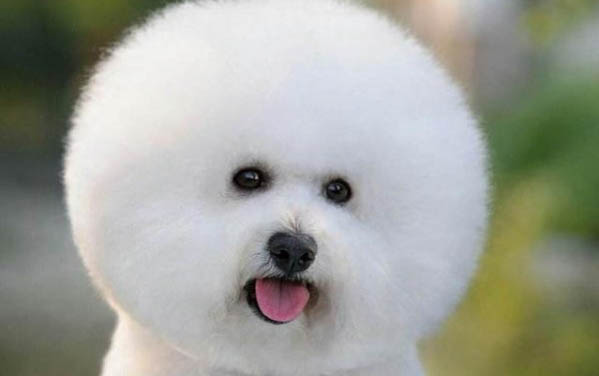 什么狗糧適合博美
