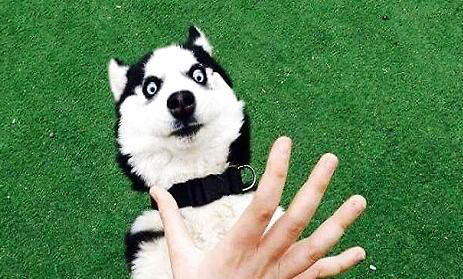 怎么防止哈士奇犬拆家