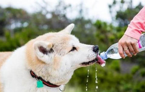 狗狗流產的原因