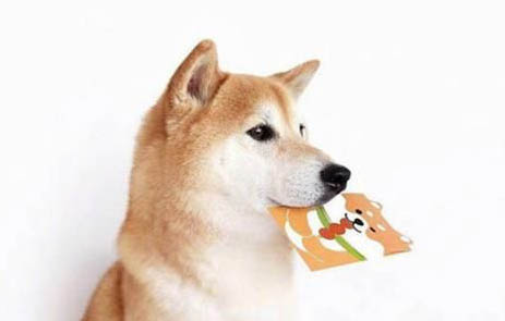 柴犬多大爆臉定型