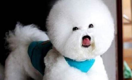 狗狗怎么辦托運