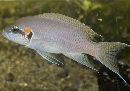 女王燕尾魚好養嗎