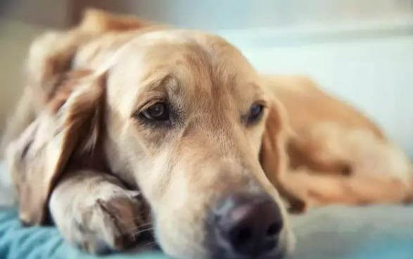 狗狗偶爾喘氣就像哮喘是為啥