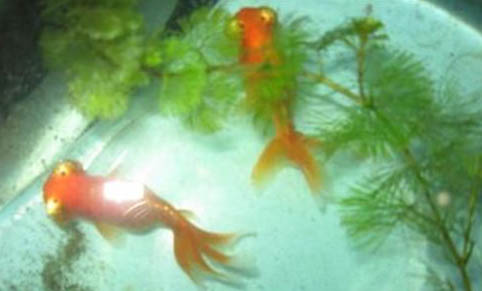金魚(yú)經(jīng)常換水會(huì)怎么樣啊