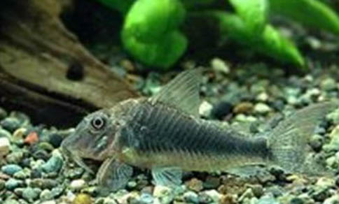 怎么養魚水好?