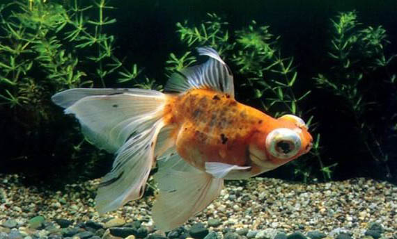 金魚死了怎么辦