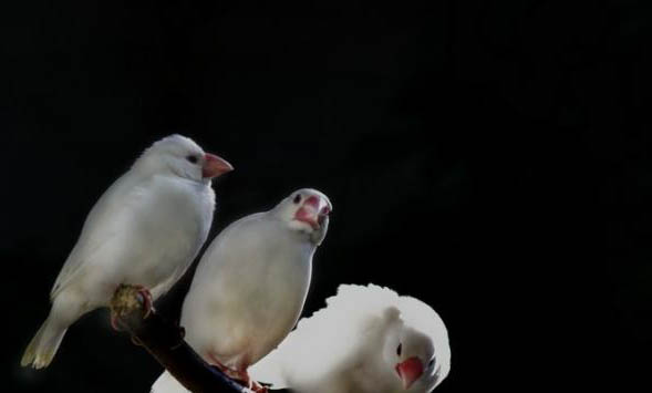 白文鳥如何訓練