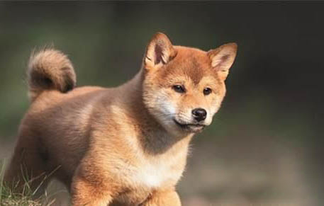 柴犬為什么不適合家養