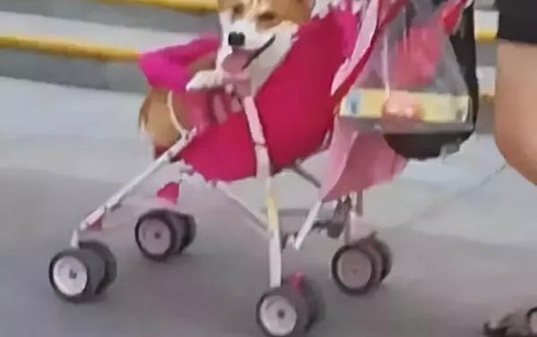 狗狗一天喂幾頓合適