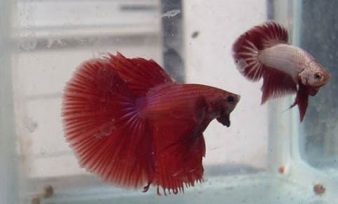 觀賞魚(yú)打印病的癥狀表現(xiàn)