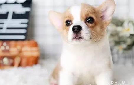 柯基和柴犬哪個貴