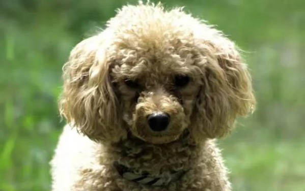 狗狗沒有精神也沒有食欲是怎么了