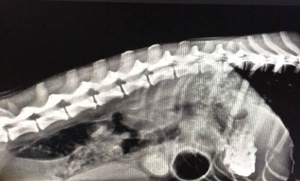 狗狗胰腺炎有哪些癥狀