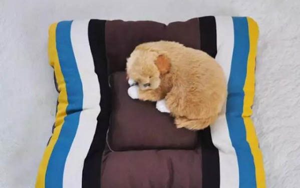 狗狗突然死了的原因有哪些