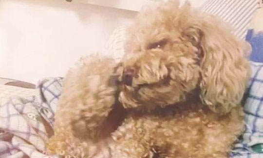 狗狗配了為什么會流血不止