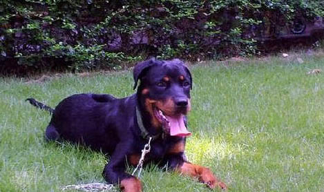 羅威納犬訓練技巧有哪些