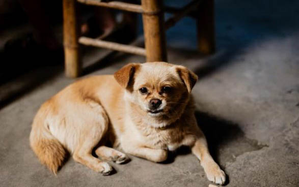 狗狗睪丸腫大是不是會死