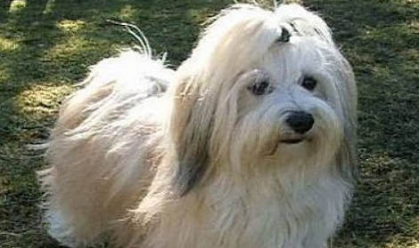 犬心保幼犬用量