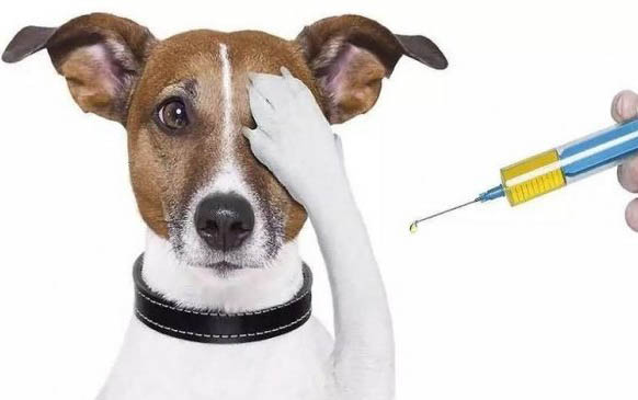 怎么教狗狗裝死?