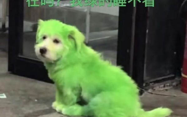 小狗身上有皮屑正常嗎