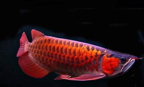 龍魚與什么魚混養好看