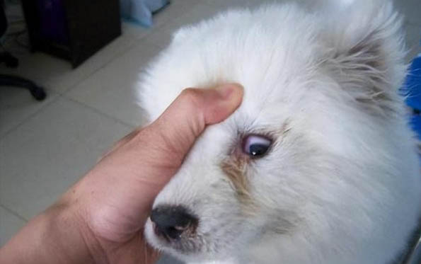 什么狗最聰明又好養