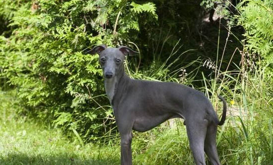 靈緹和格力犬的區別