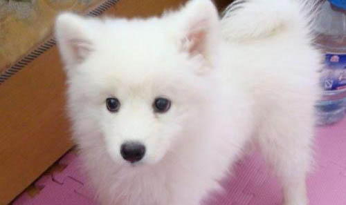 銀狐犬和薩摩耶的區別?