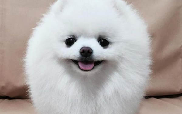 狗狗能吃桃子嗎?