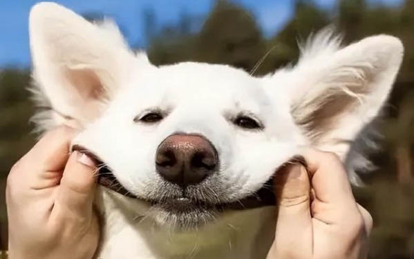體型小不掉毛的狗有哪些