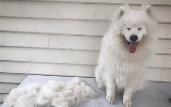 薩摩幼犬拉稀怎么辦