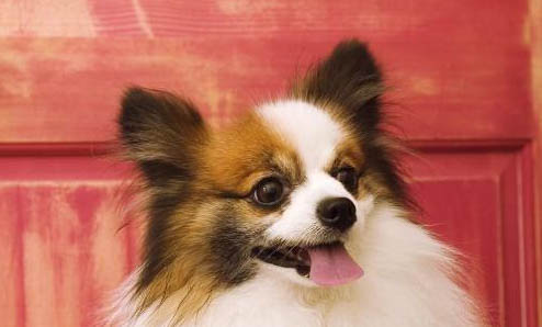 怎么判斷蝴蝶犬是不是難產